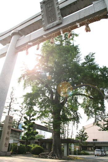 福井神社イチョウの木